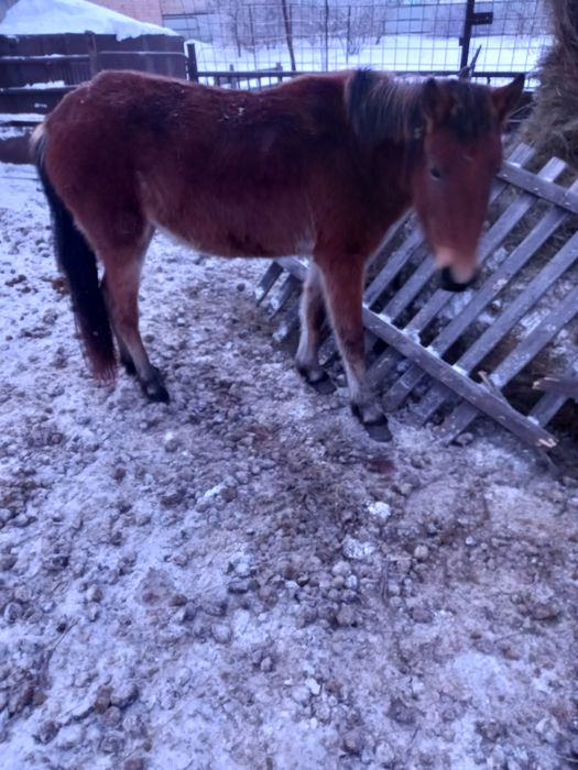 Продаётся байтал