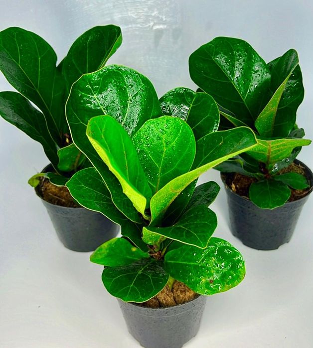 Фикус Лирата Бамбино