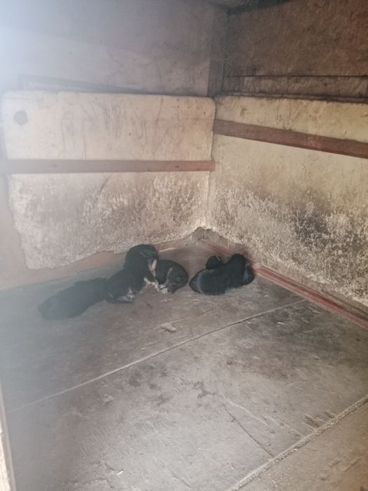 Щенки немецкой овчарки