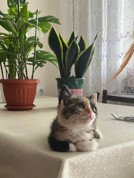 Отдам в добрые ручки