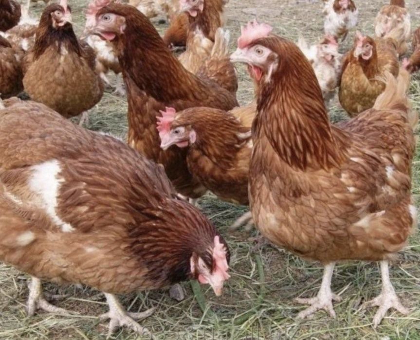 Продам Куры несушки