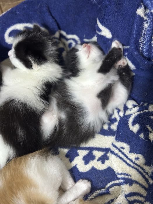 Котики в добрые руки