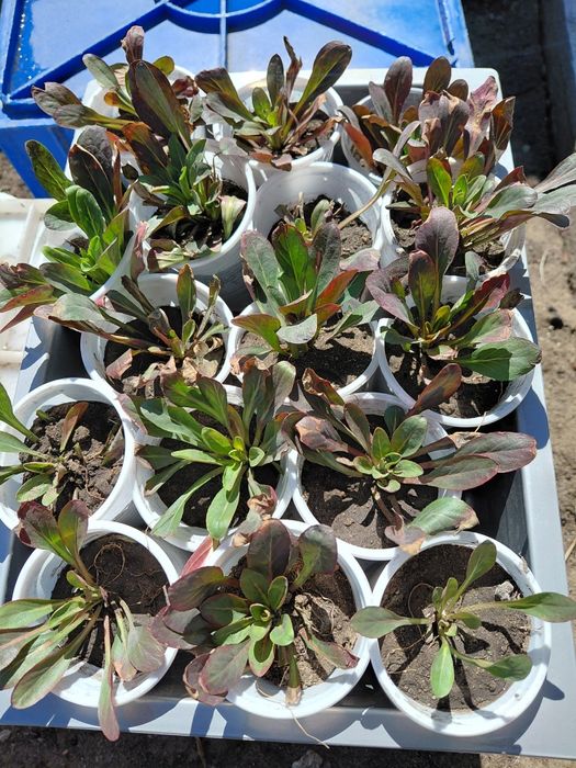 Продам  многолетние  цветы