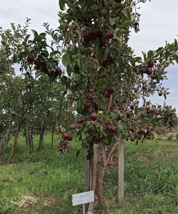 Яблони 5 летки местные