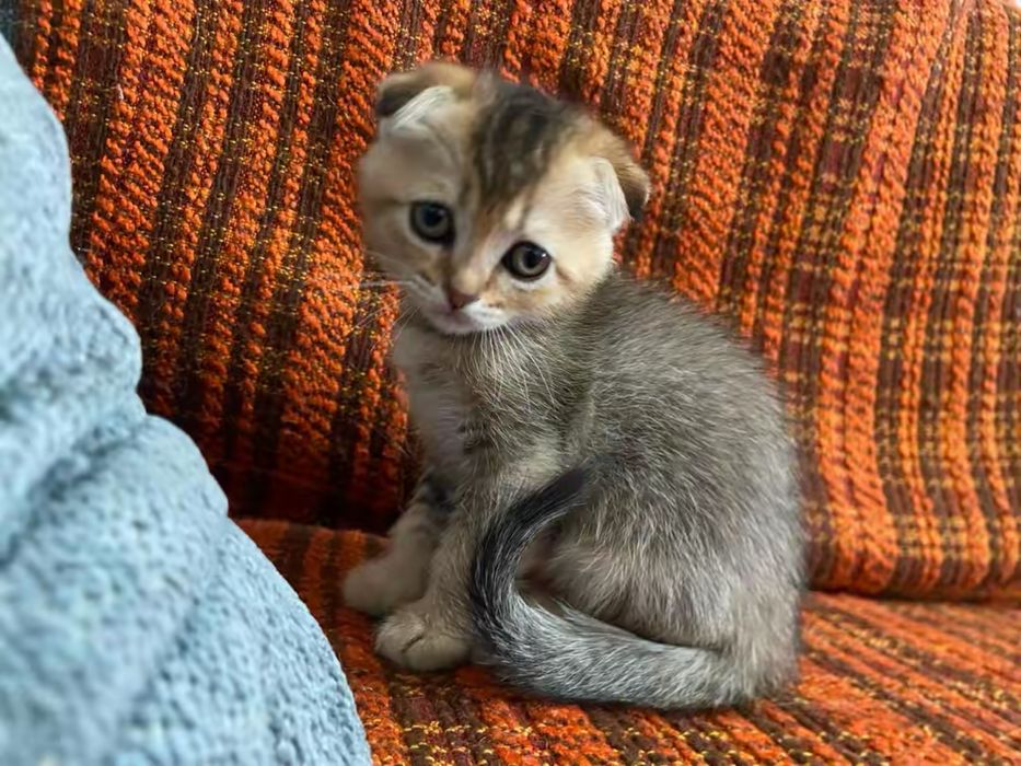 Котята шотланские