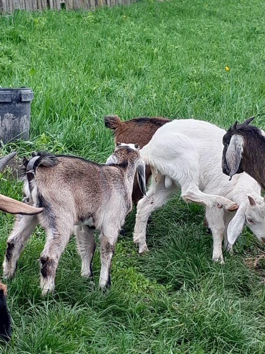 Capra metis anglo nubian