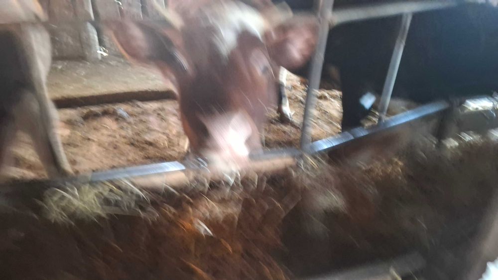 Продам бычков на доращивание