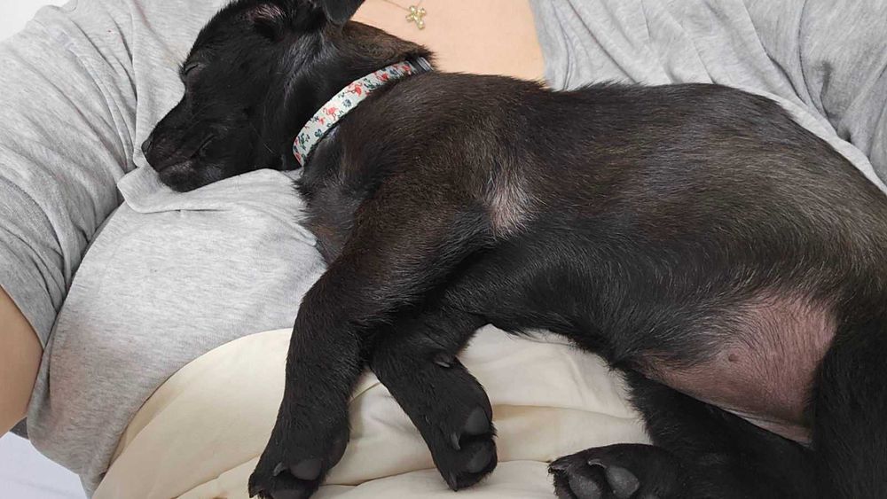 Айра си търси любящ дом