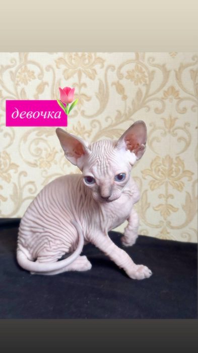 Сфинксы к бронированию