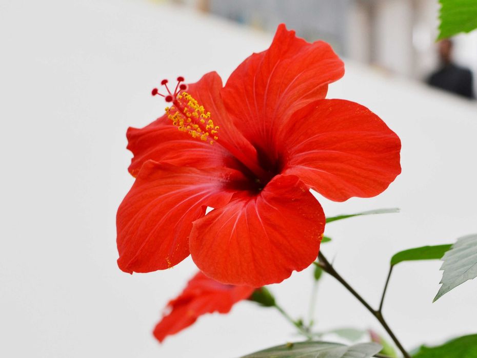 Гибискус красный