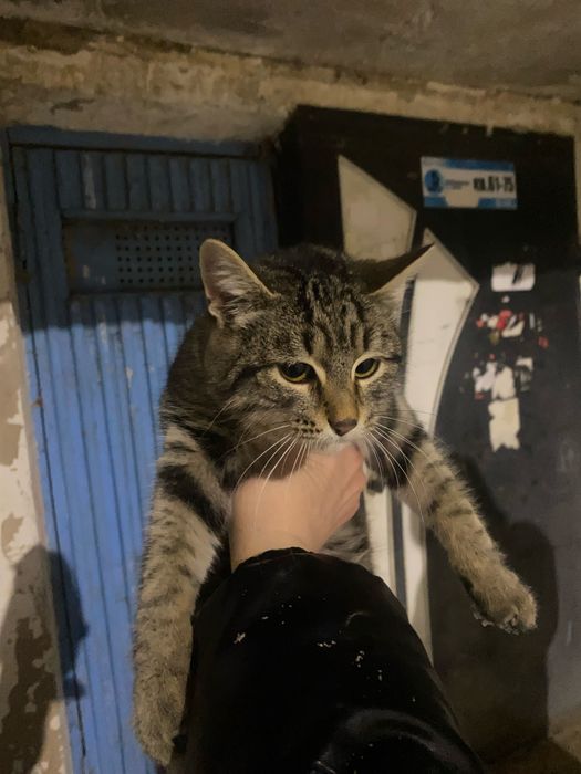 Котенок месяца четыре.