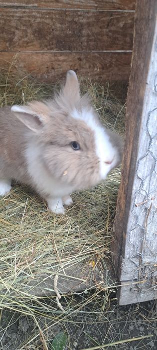 Iepurași cap de leu pitic și berbec german pitic