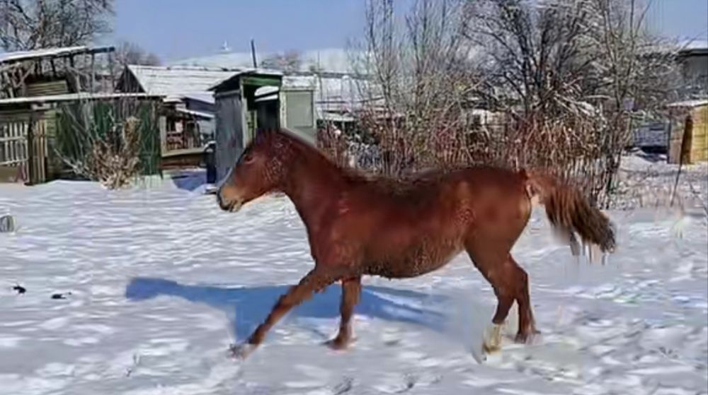 Семиз кунан сатылады
