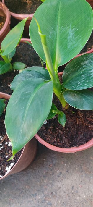 Саженцы сортового банана