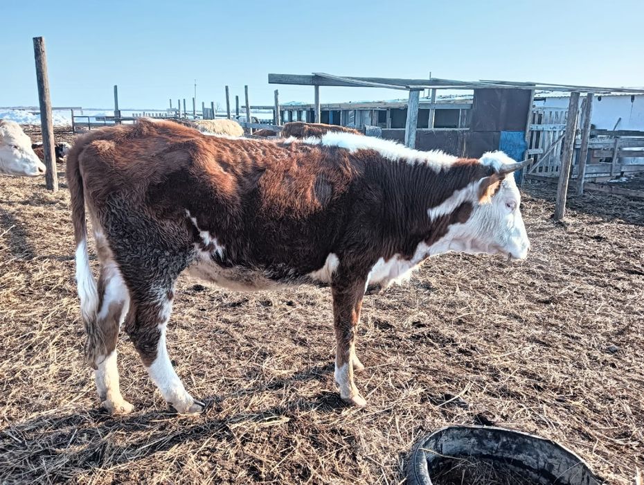 2 жасар қашар сатылады