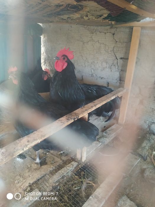 Ruminiya tovuqlar tuxumi sotiladi