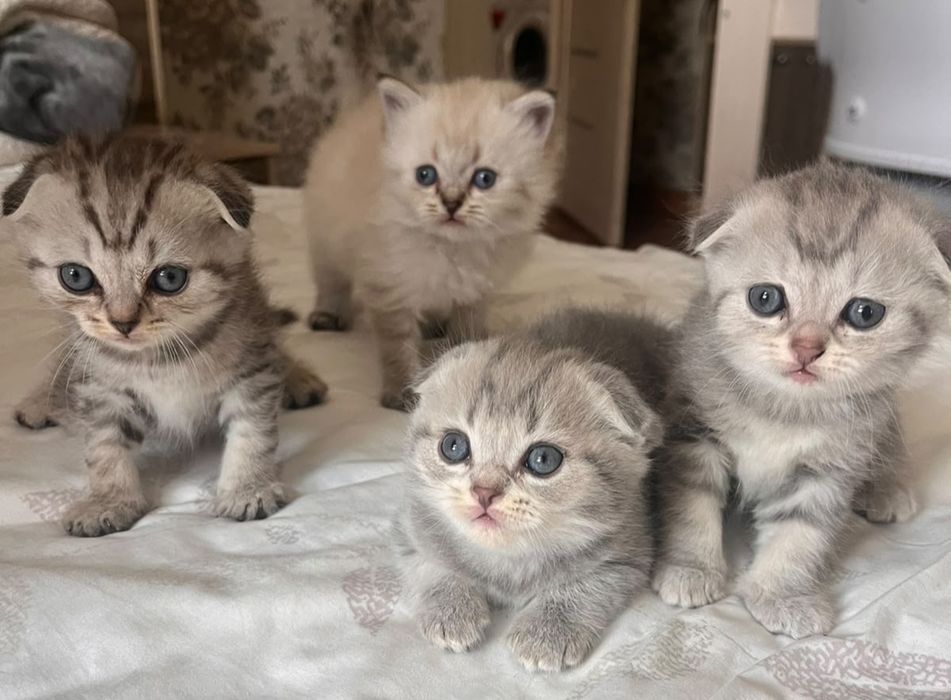 Котята Британской шиншиллы