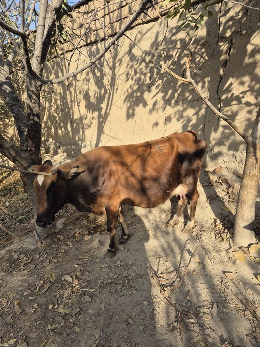 Ona bola sigir egizak bolalari gunojin
