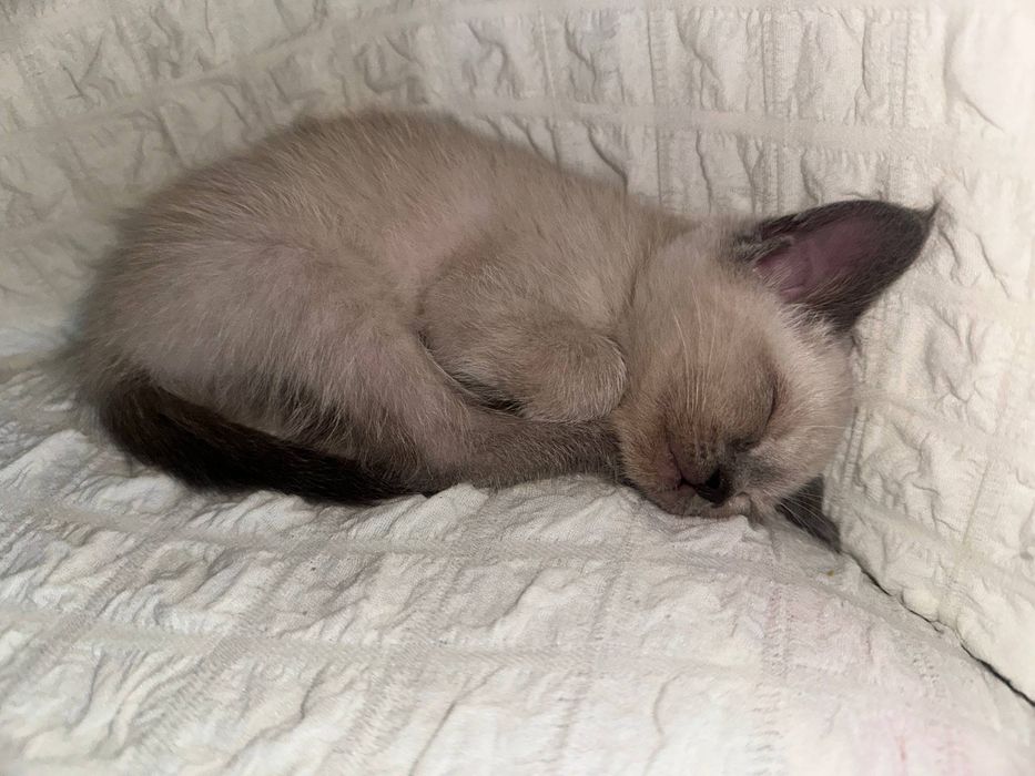 Сиамский котенок