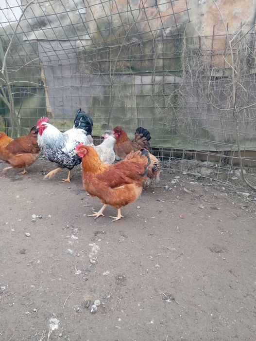 Vând cocoși de rasă