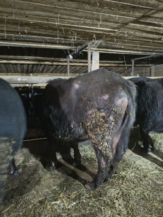 Vand bivolite de abator