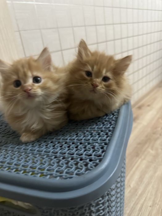 котенок 2 месяца