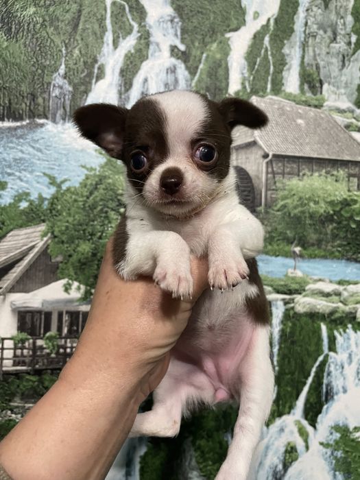 Чихуахуа щенки