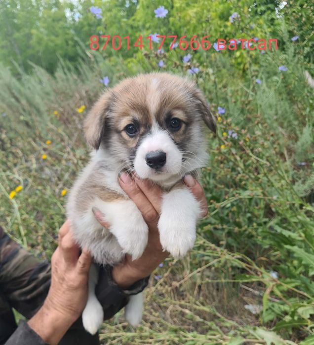 Продам щенков вельш корги пемброк