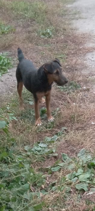 Продам Ягдтейера, девочка.г. Рудный