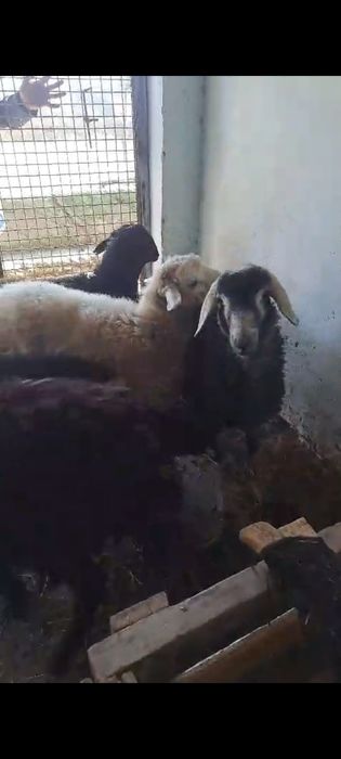 Токты. Кои. Козы