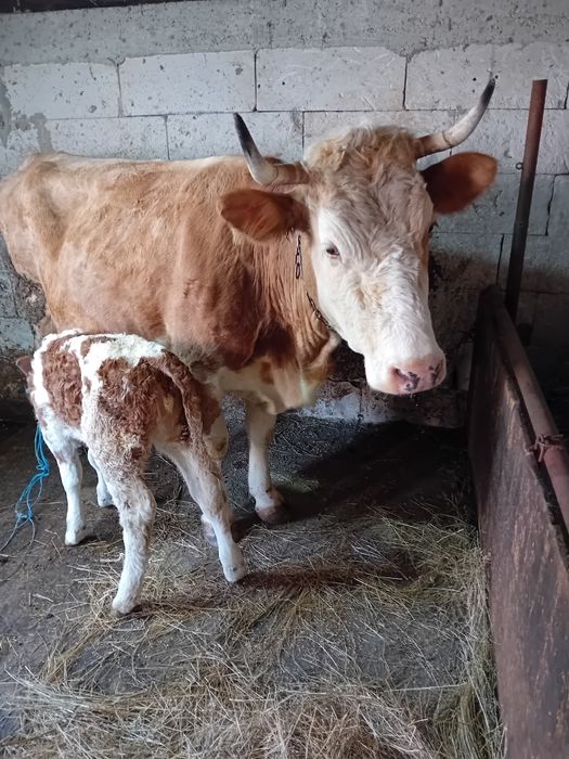 Vând vacă de 6 ani