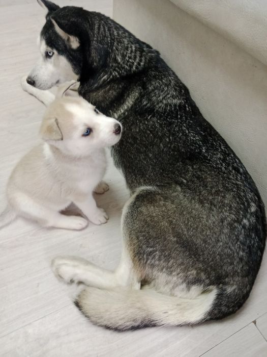 Продается щенок  Сибирской Хаски