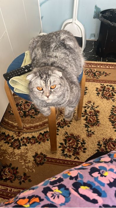 Отдам кошку в добрые руки