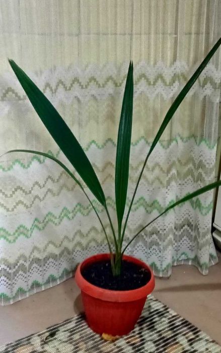 Продам. Финиковая пальма - символом богатства, благополучия, мира .