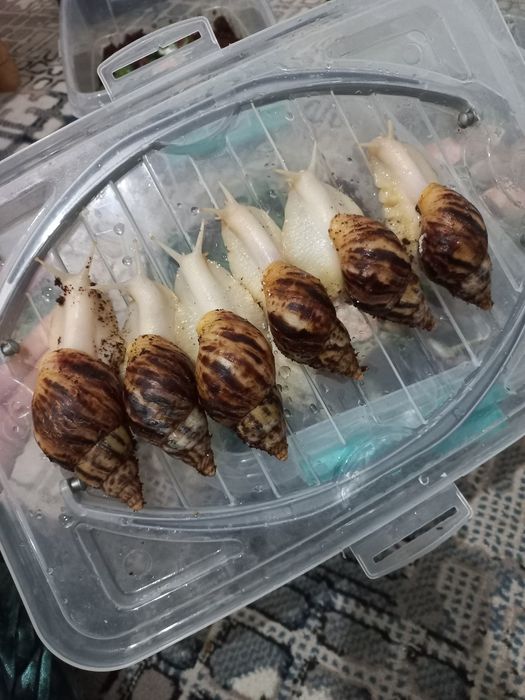 Ulitka sotiladi optom narxda, fulika albinos,Retikulyata albinos kosme