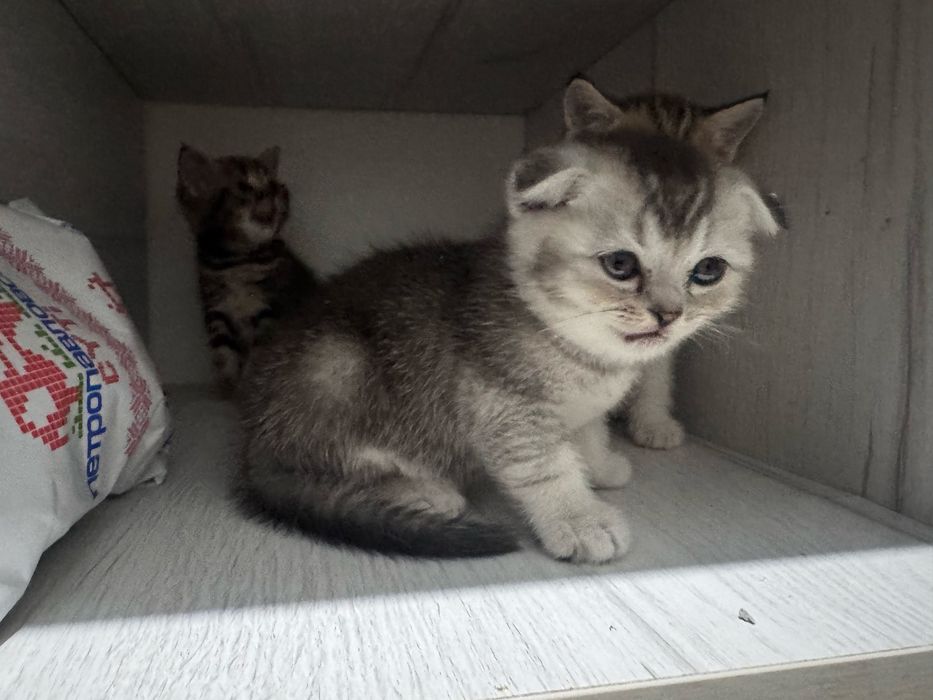 Кошки Британская