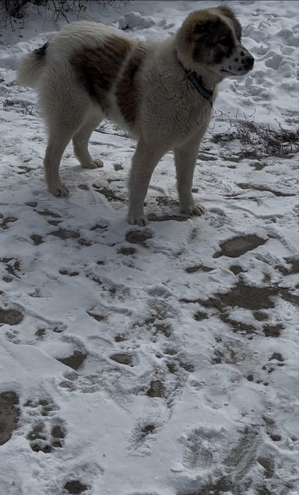 Продается собака Алабай
