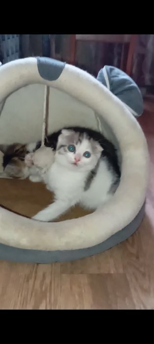 Вислоушки.Шотланские1,5 месяцев.