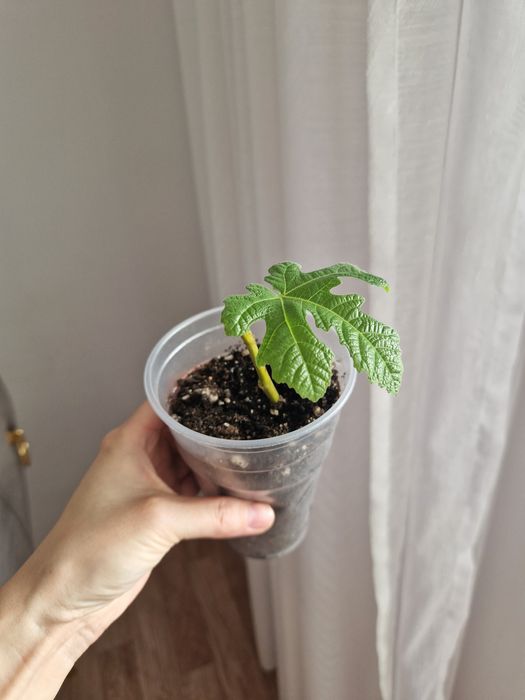 Инжирное дерево, комнатное