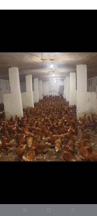 Pui  albi ,pui porumbaci, găini ,  pui de carne ,de oua,bibilici ,rate