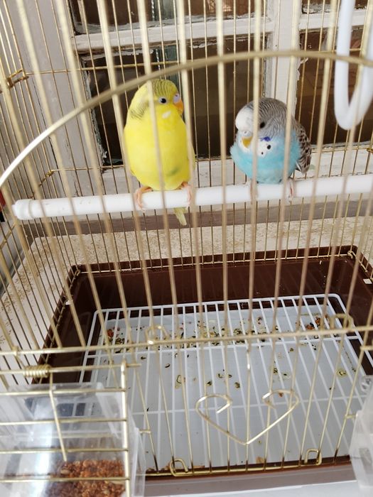 Продам попугаев ручные