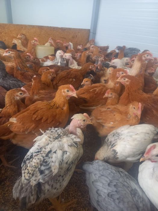 Vindem pui de carne si puicute outoare