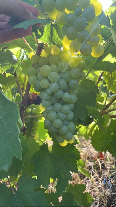 Struguri pentru vin
