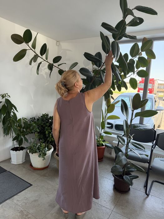 Ficus elastica planta matura
