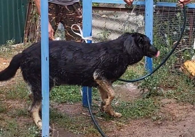 Пропала собака овчарка