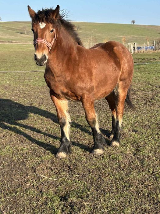 Vând manz de 10 luni ff cuminte un mânz cu forme bune gros