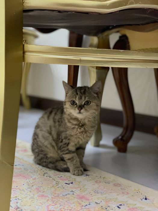 Sibirski Sketch food strayti bolasi  2 , 3 oylik