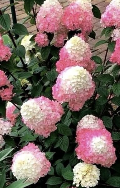 Гортензия метельчатая, древовидная