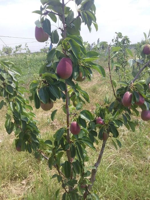 КУЧАТЛАР Хамма турдаги мевали кучатларимиз бор сортига кафолат берилад