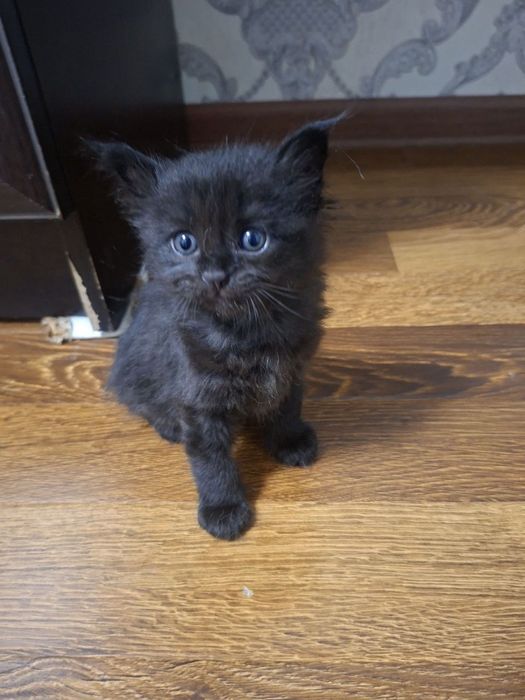 Черный котенок 2 месяца